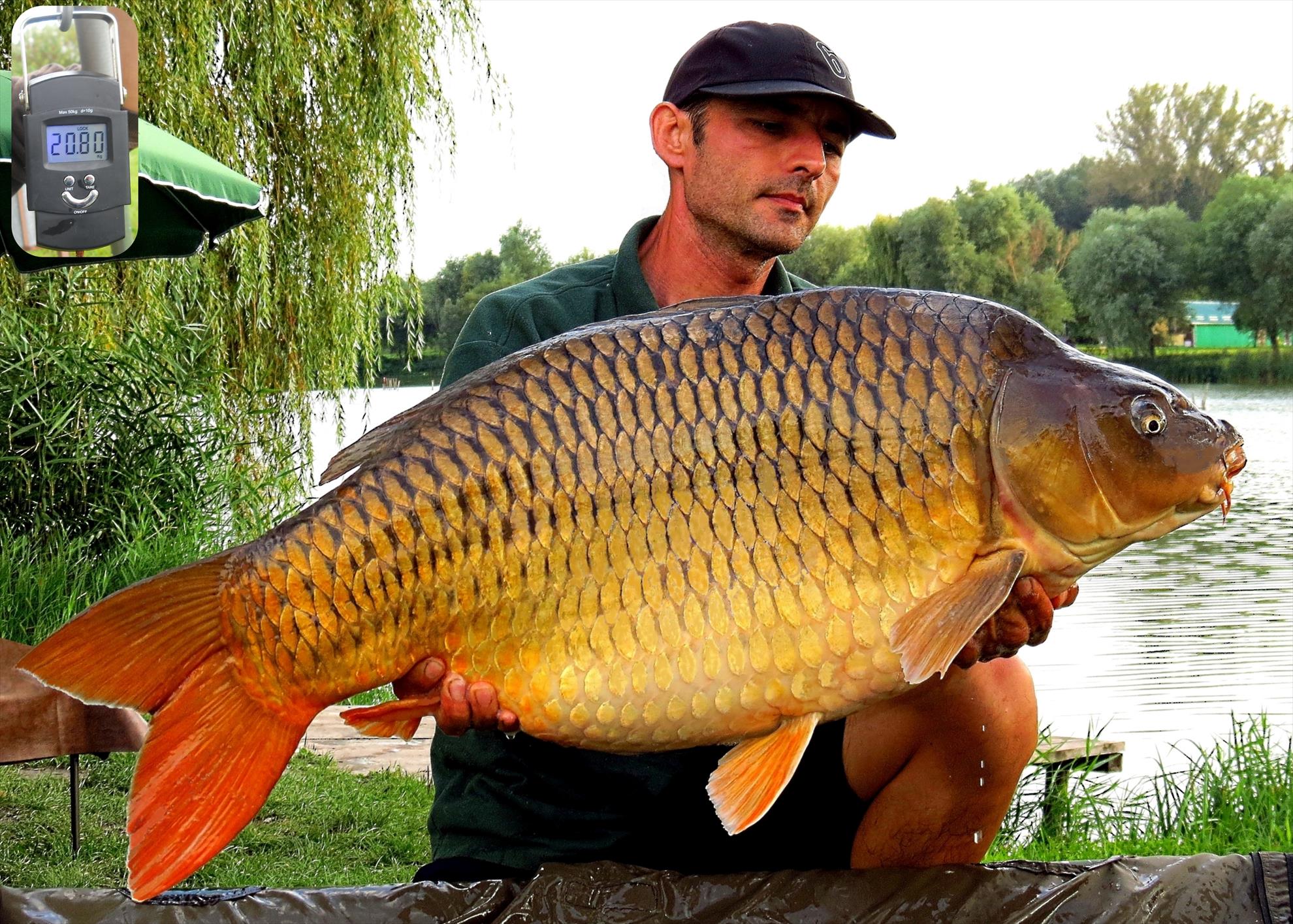 Palici Sep.2014 - 002-img6200-023-comun-2080-kg-m.JPG